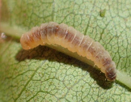 Caloptilia cuculipennella